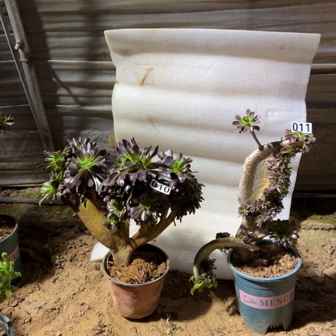 有伤两颗010.011欧紫，黑缀