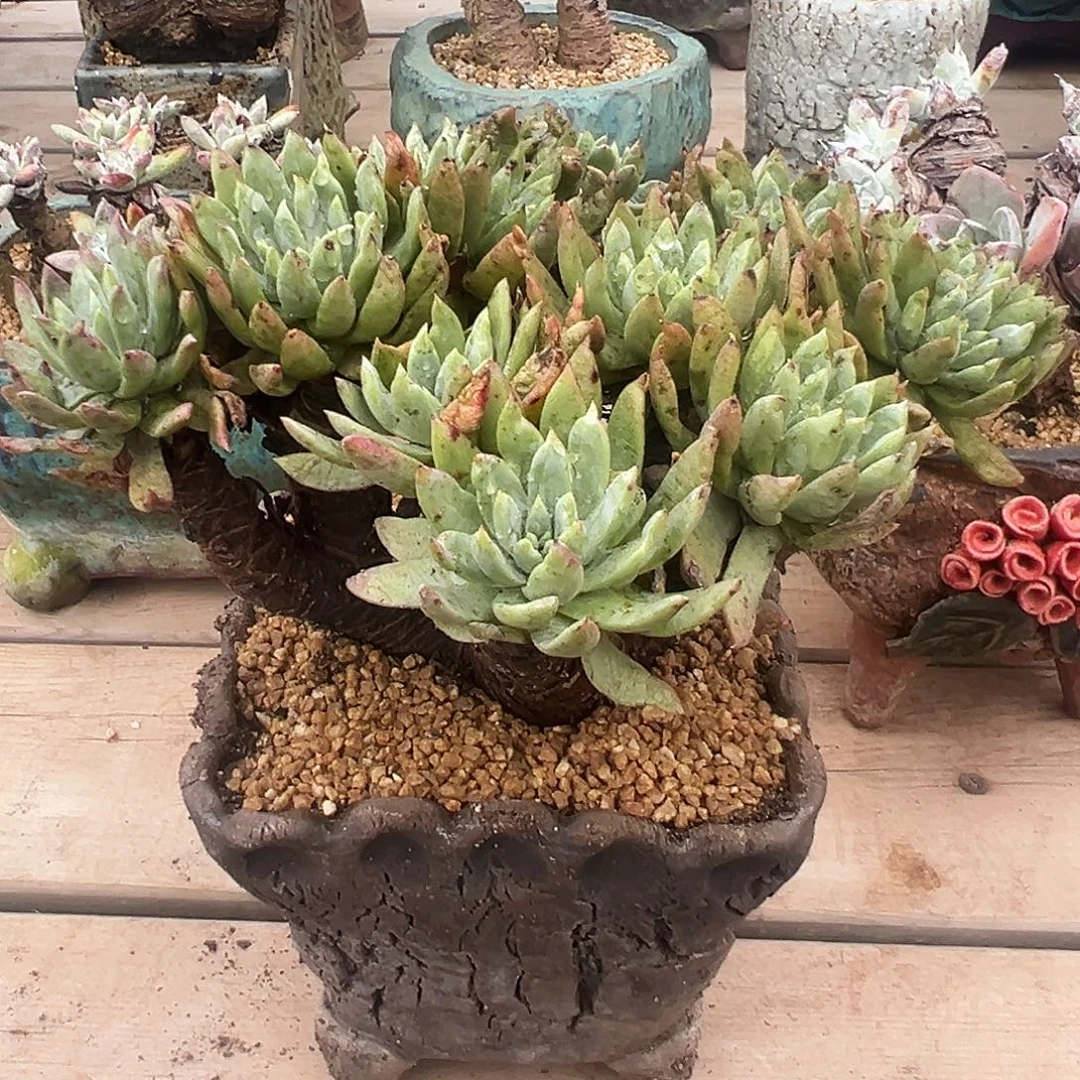 6164绿菊仙女杯多肉