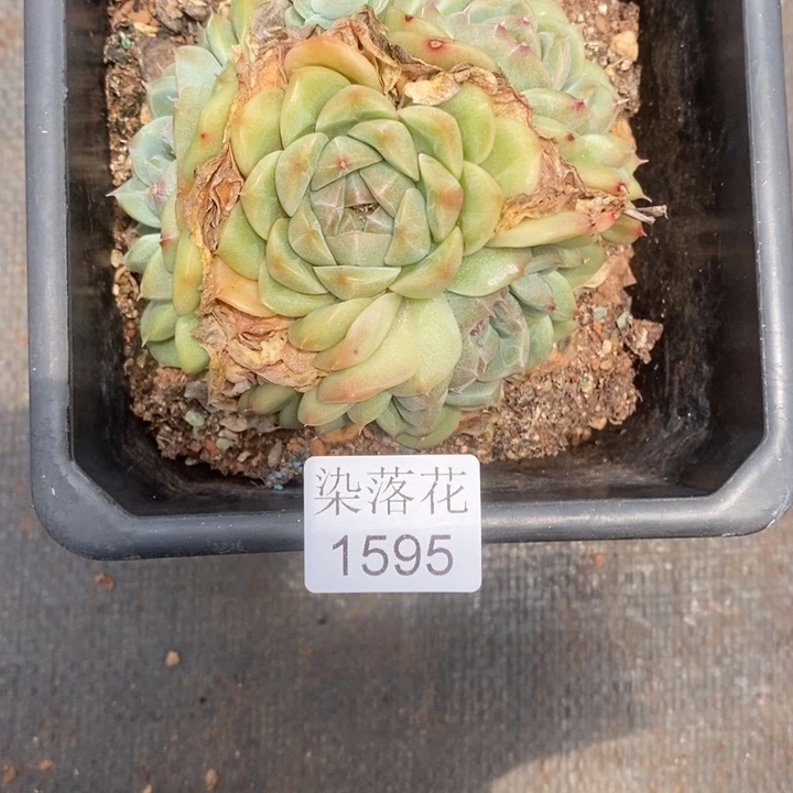 T***2精品多肉植物1595