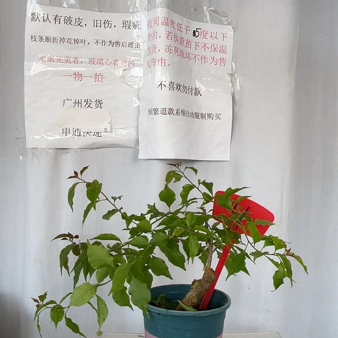 当前无花栽培后可以开花11热火红桑巴桩