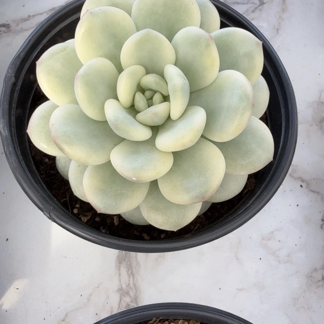 白马 安吉园艺锦锦