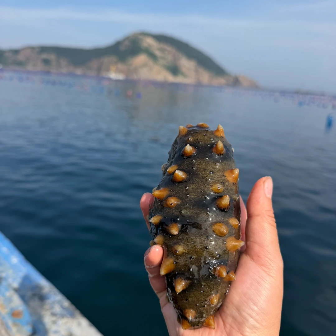 海参【海岛老郭】海洋岛深海海参皮子 免费加工 顺丰包邮