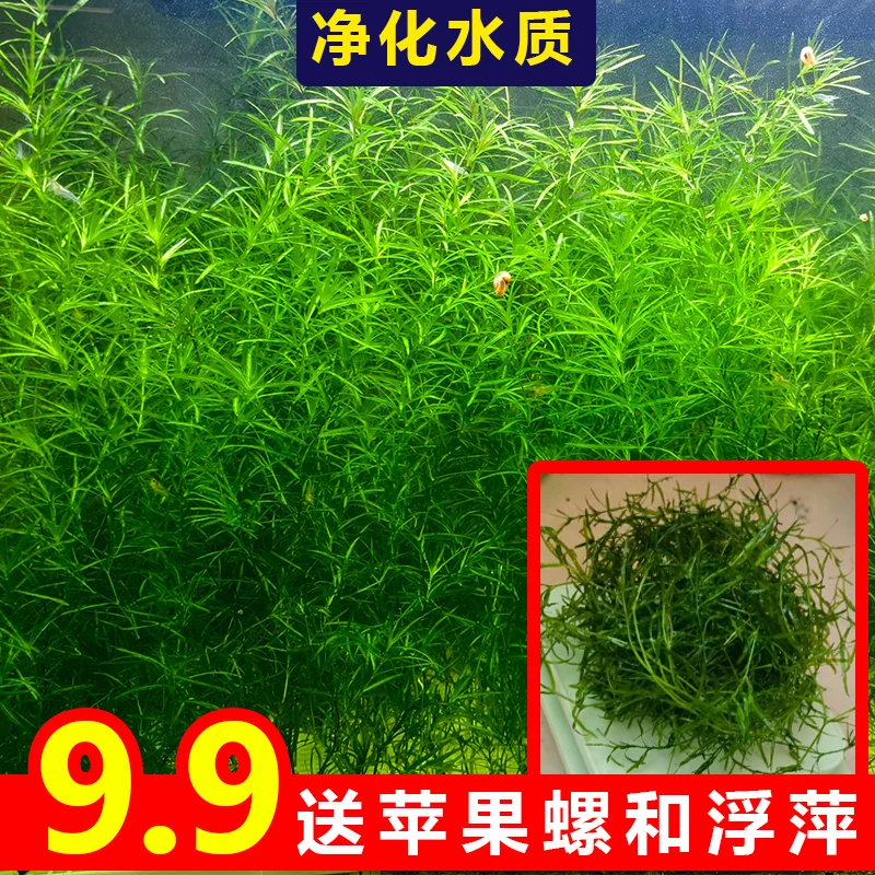 竹节草新手好养耐活懒人阴性生态鱼缸专用水草装饰造景净化水质