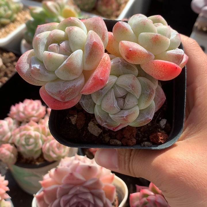 精控琥珀冰玉三头多肉