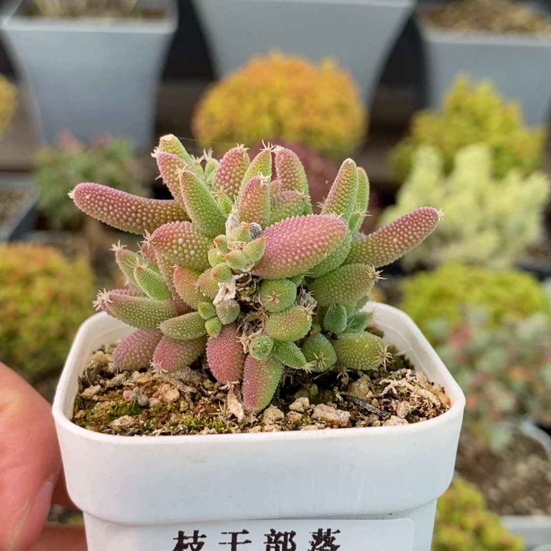 1107实生玉米 。