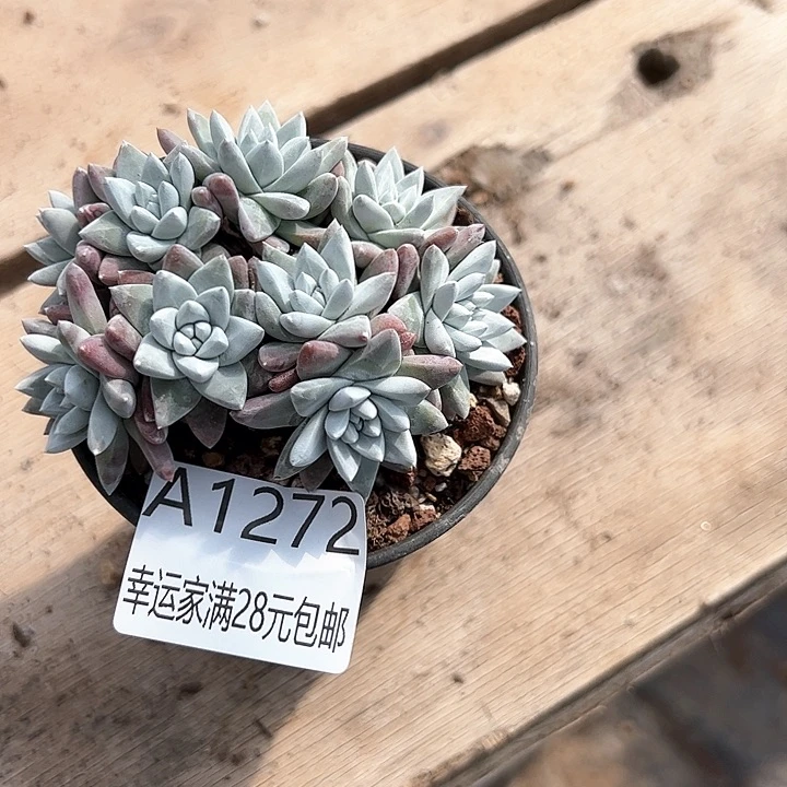 幸运的是我的朋友们