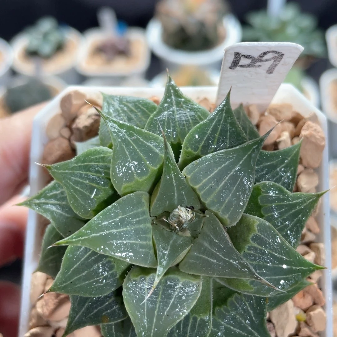 129葫芦寿。