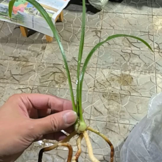 完全开放夏皇梅龙头引种