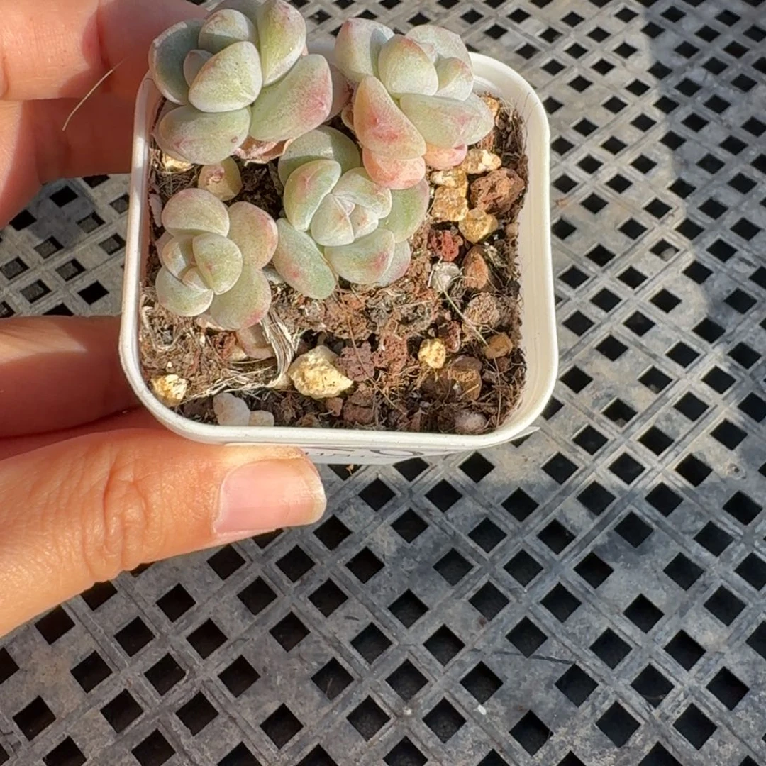 26 号到手1颗，江北多肉