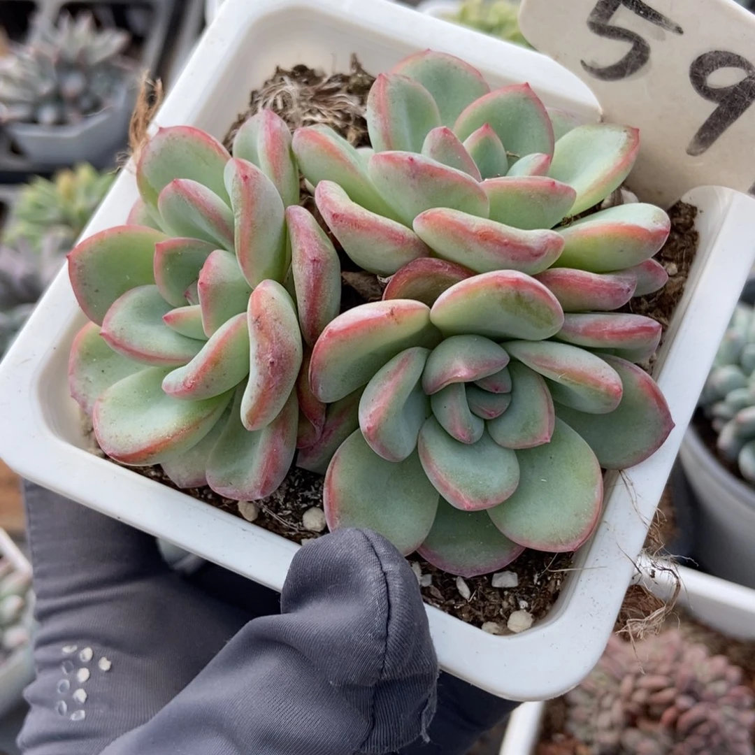 591泡芙多肉植物多肉