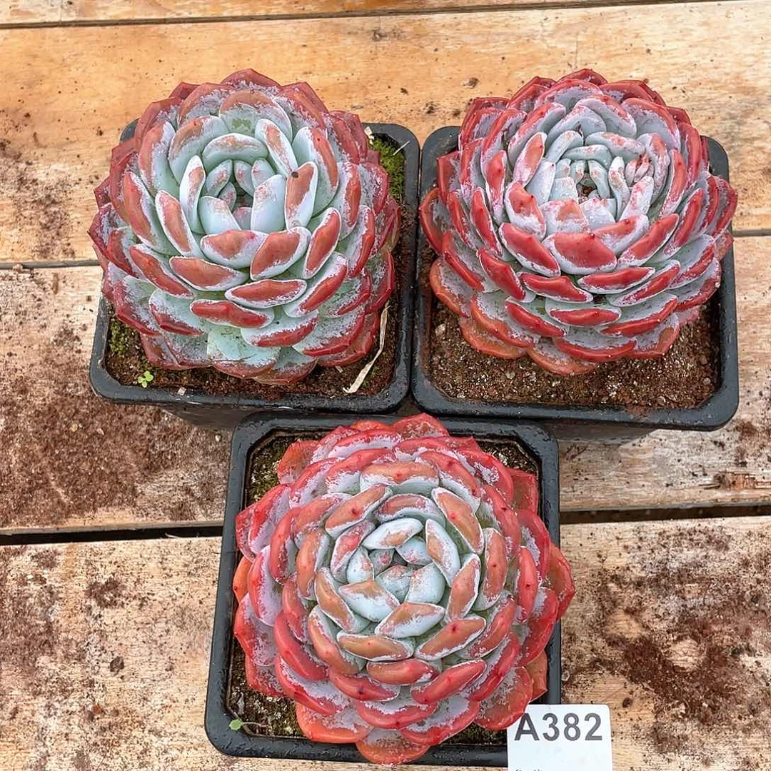 382多肉植物多肉植物