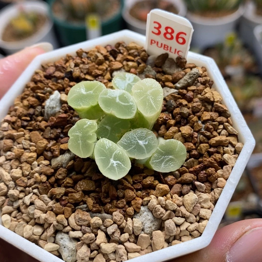 386万象锦一物一拍