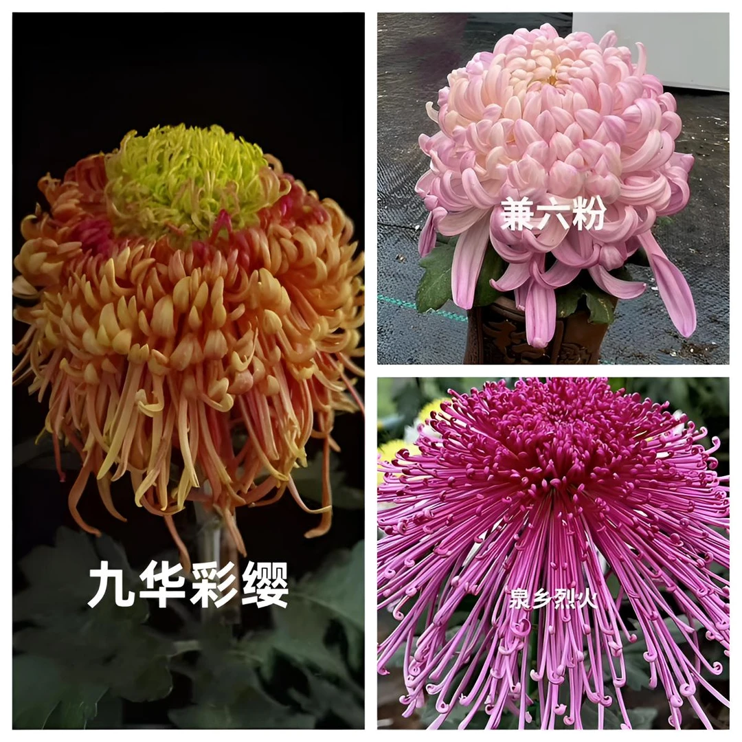【九华彩缨+兼六粉+泉乡烈火】三棵九月大菊花苗耐热耐寒易养活喜阳