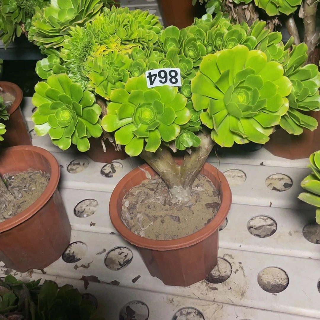 法师法师7/34包邮法师