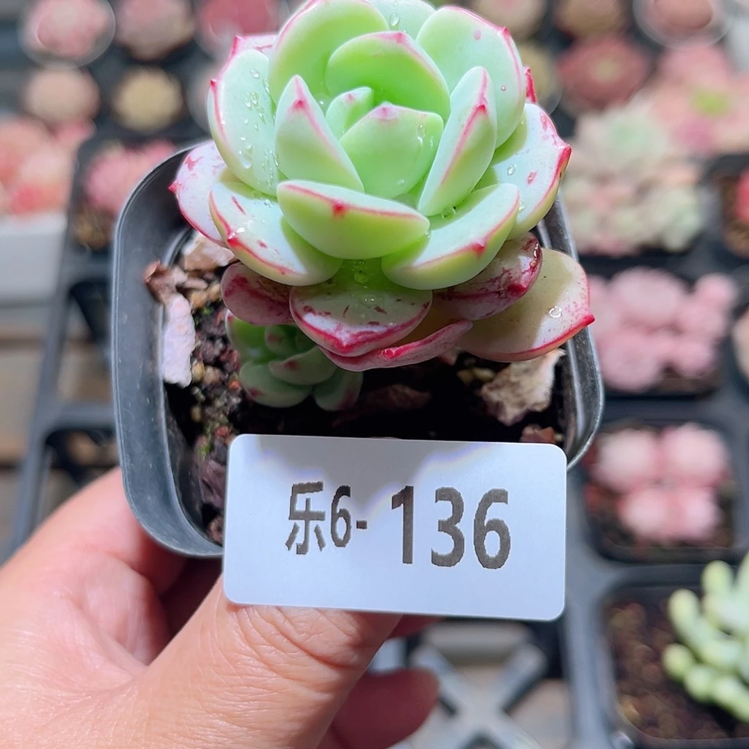 乐6-136 香草单头