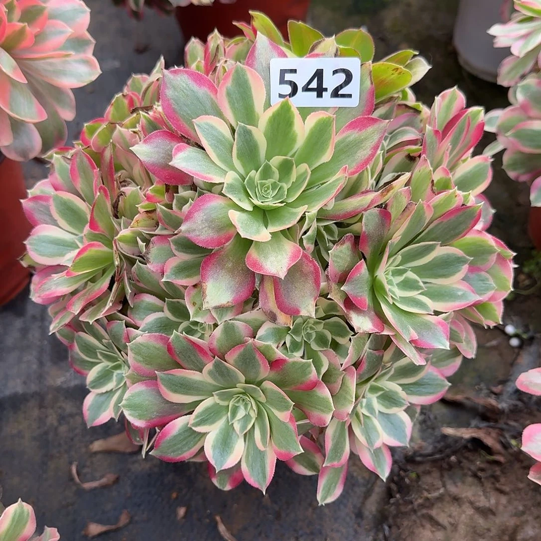 多肉植物布加迪542号