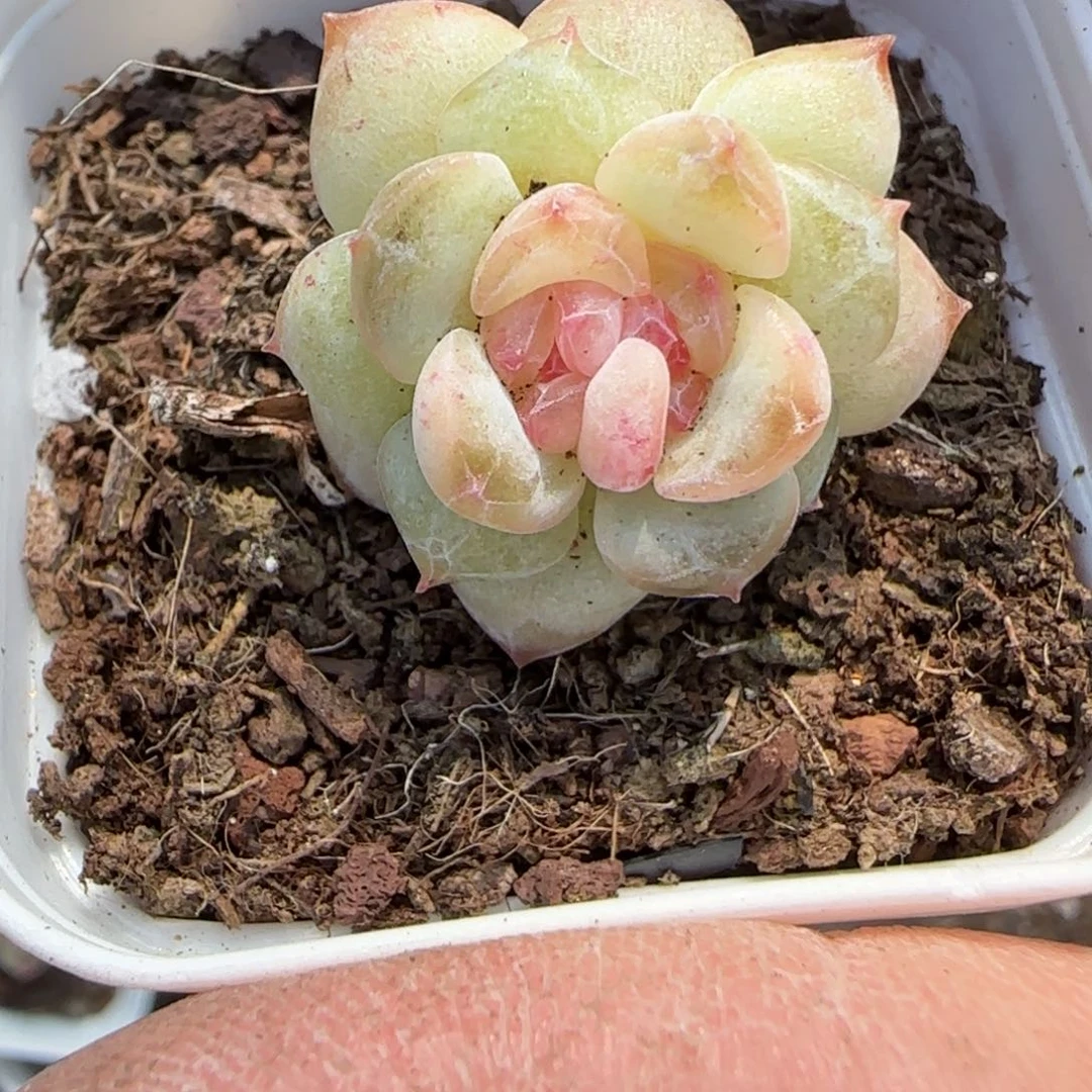 小卡拉米糖心一物一拍