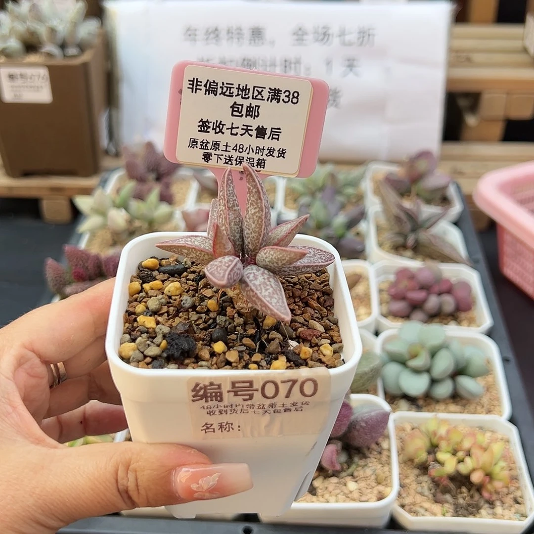 苏***屁070红太平多肉植物