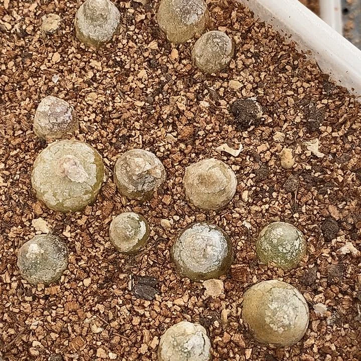 789灯泡一盒一盒