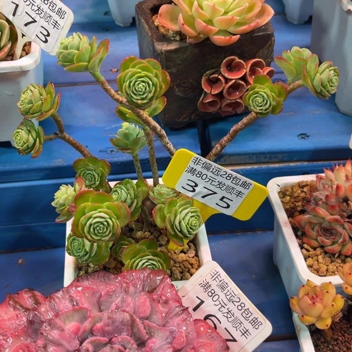 大375:、xvxccvvvzgvf