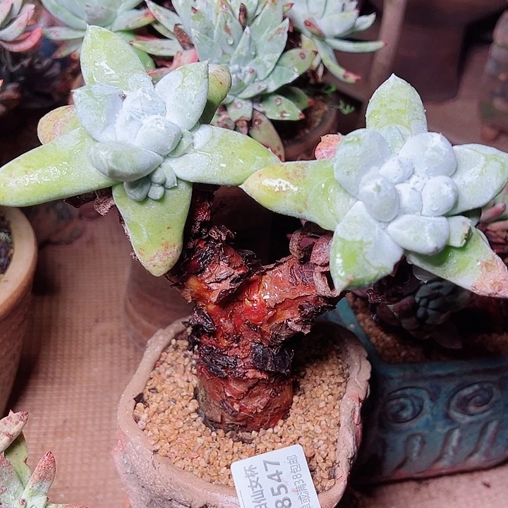 8547拇指仙女杯多肉