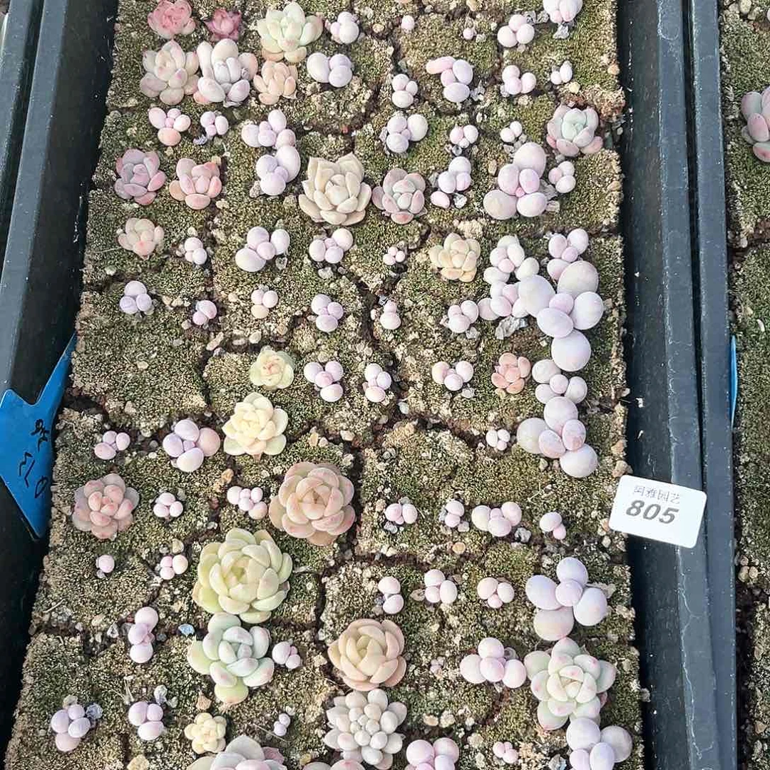 阿雅园艺。         805