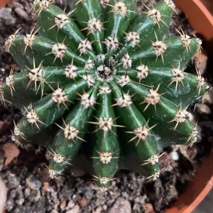 实生彩草带盆土发货