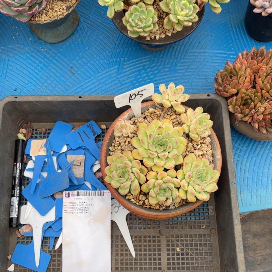 …****←105美人多肉植物