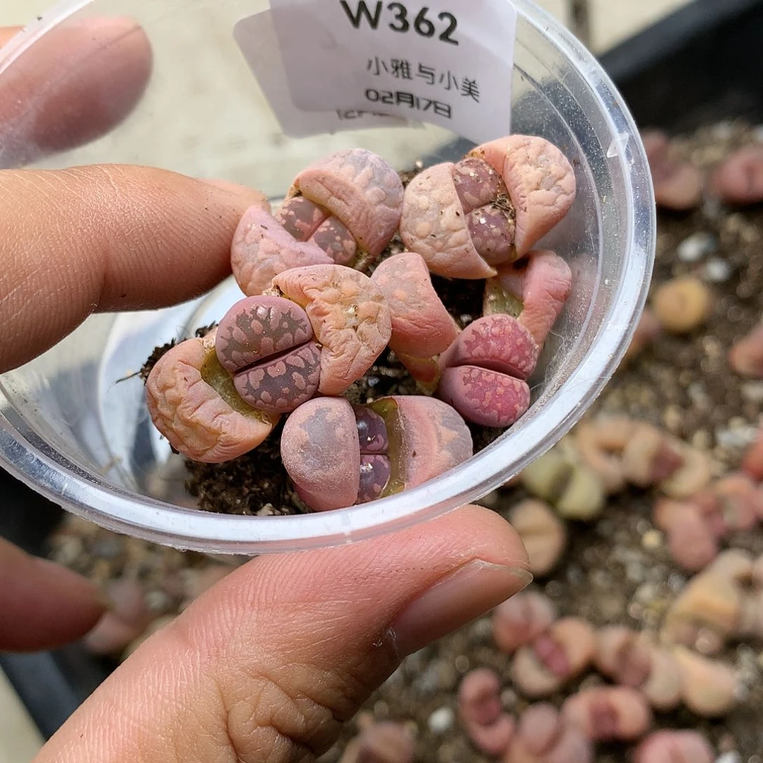 核****2W362多肉植物保护