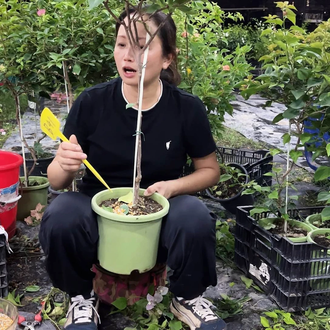 当前无花栽培后可以开花?*?B41金发