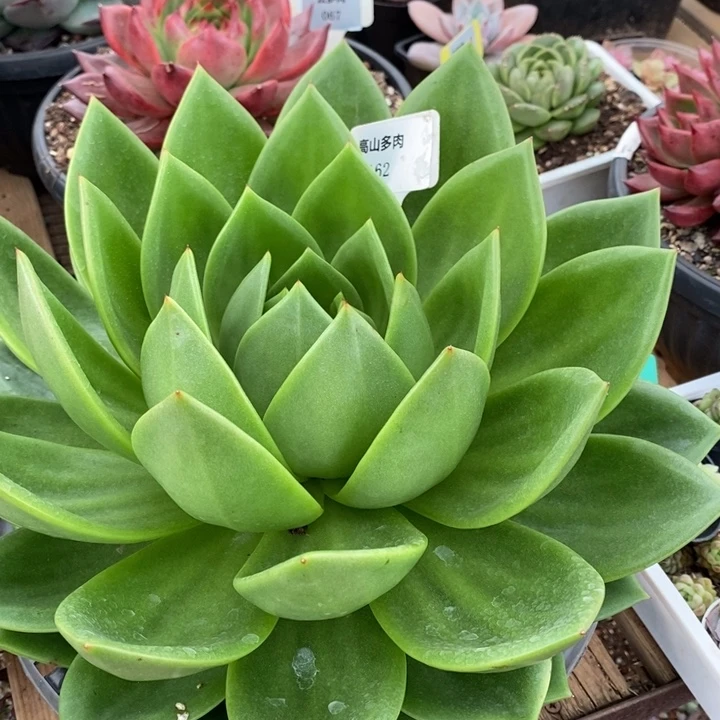 D162- 直播福利 翠花30 公分