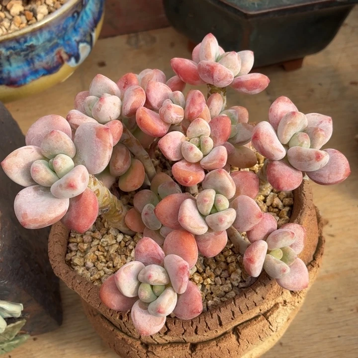 多肉植物 红洛神-4