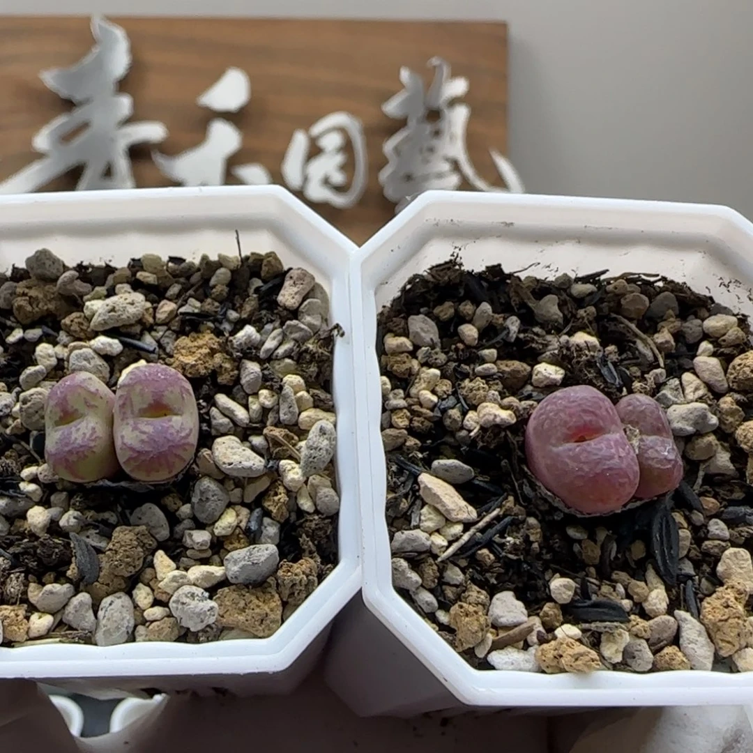 ****果9-26-当天满38包邮杂交1.2cm脱土