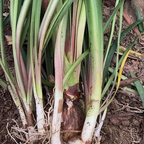 用****1魔卡籽播开花不售后