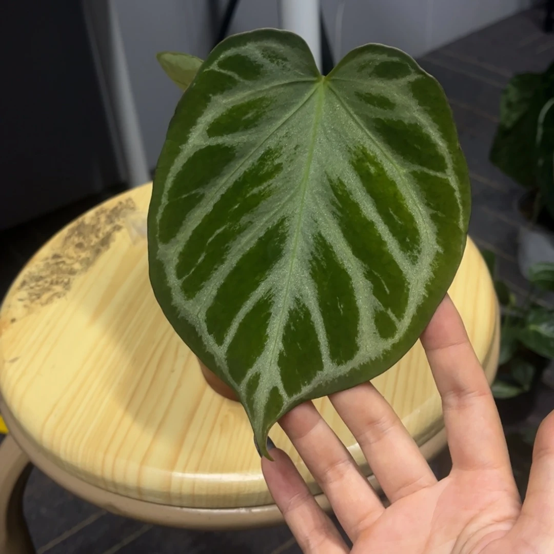 无花朵铜锣烧2667