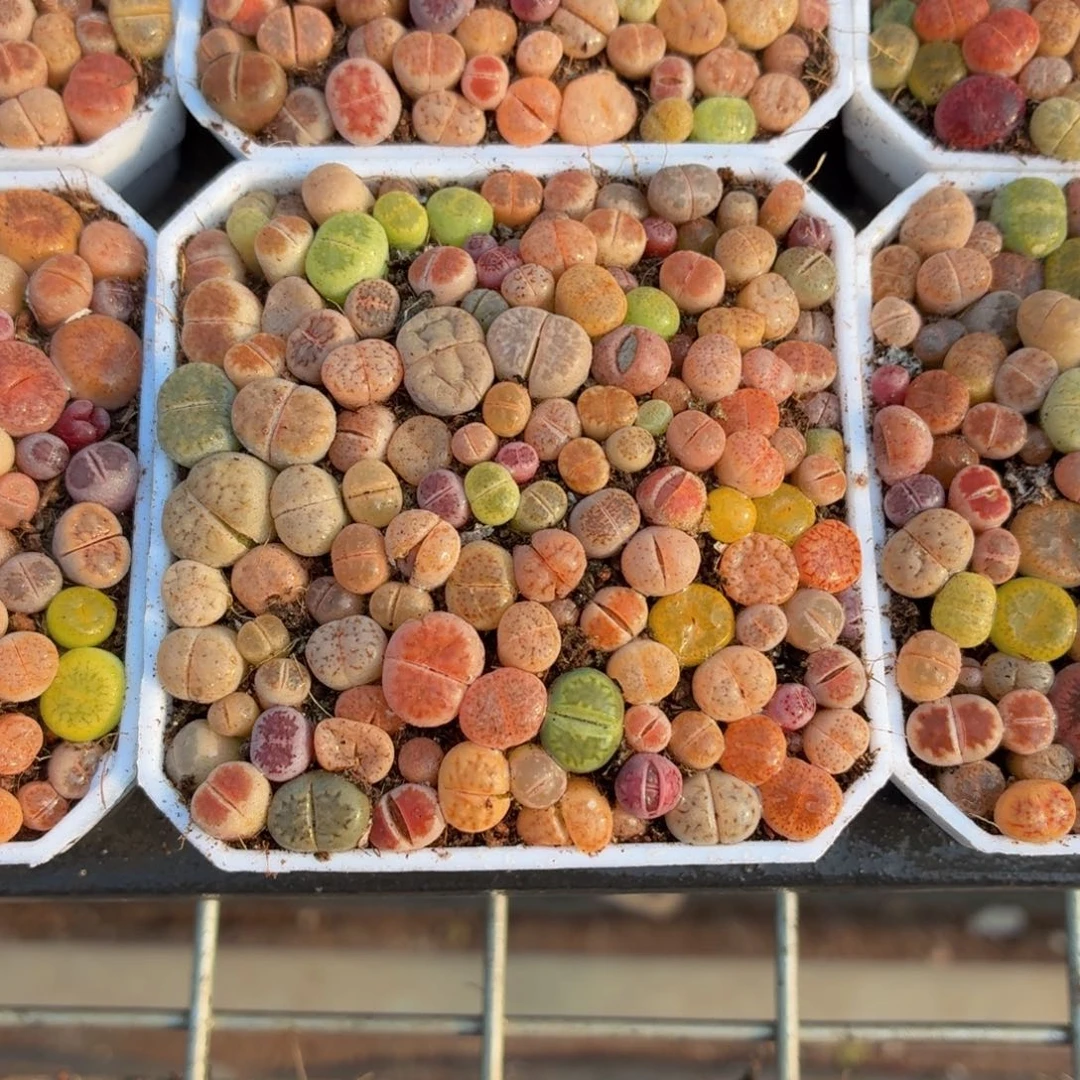 7方生石花切糕多肉9.9包邮发货