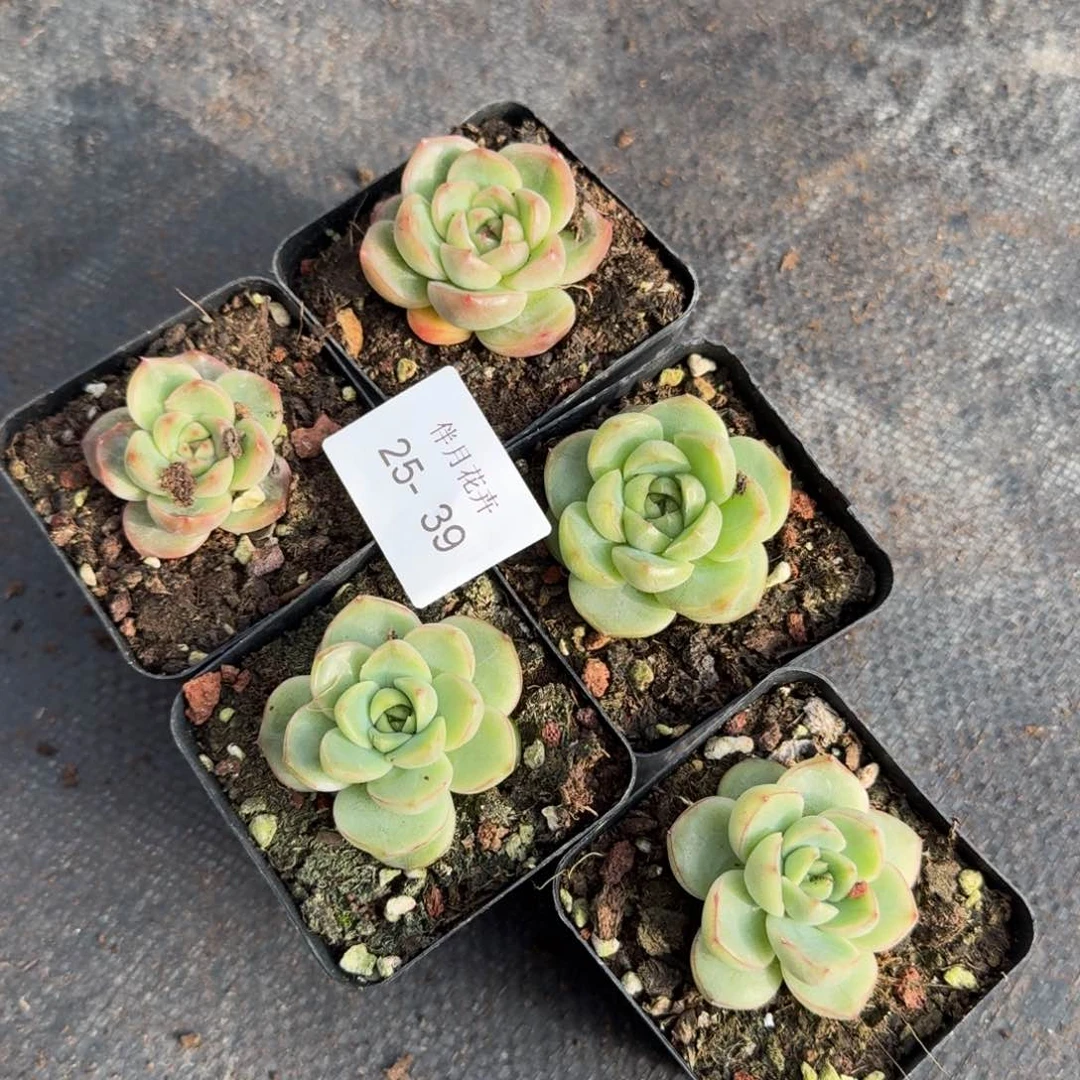 皮艾拉珍妮五颗量拍25-39