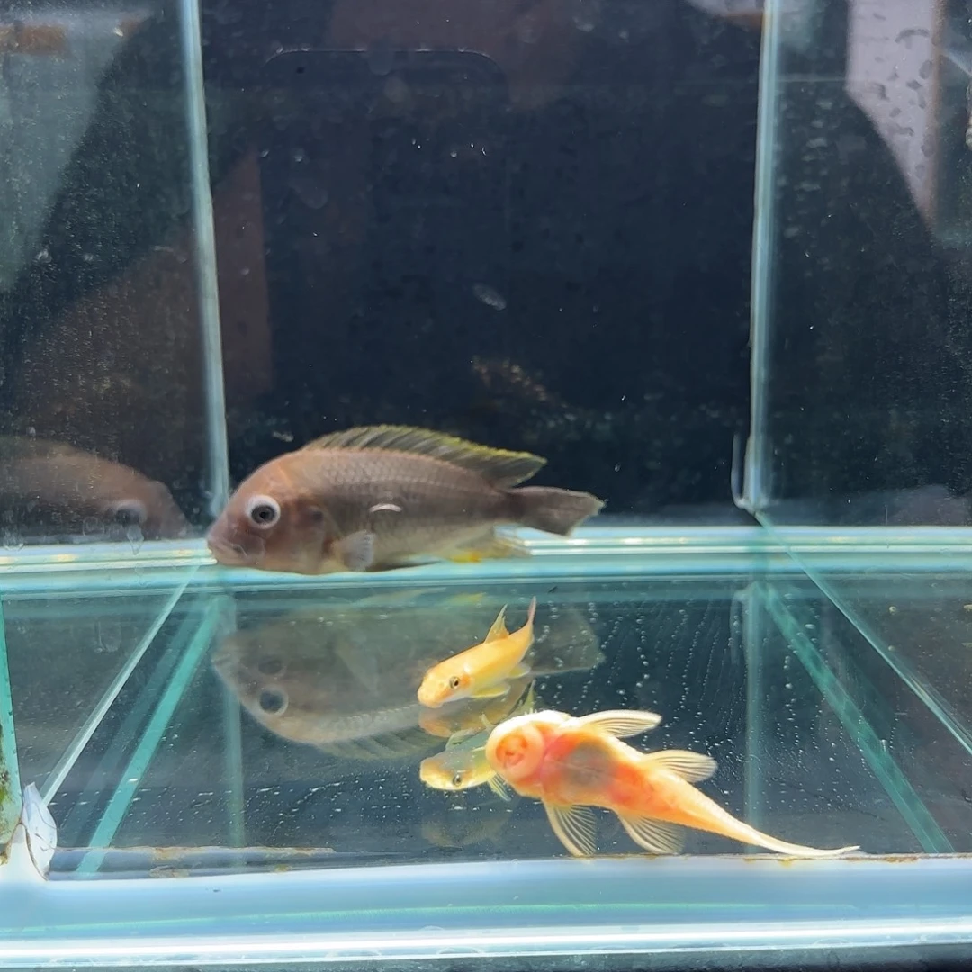 Y****慈鲷1227号野生法姆拉