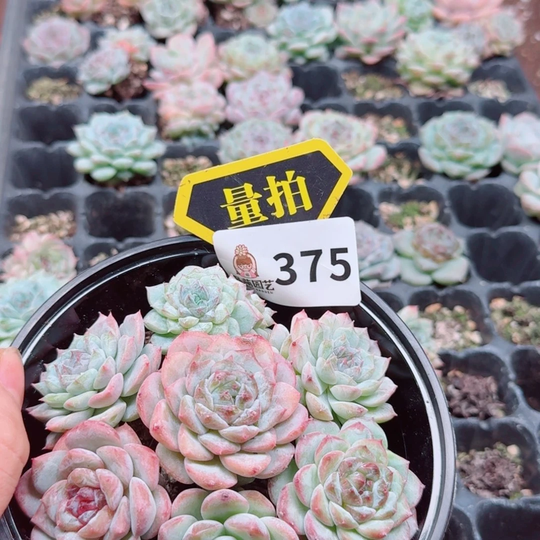 多肉植物多肉植物
