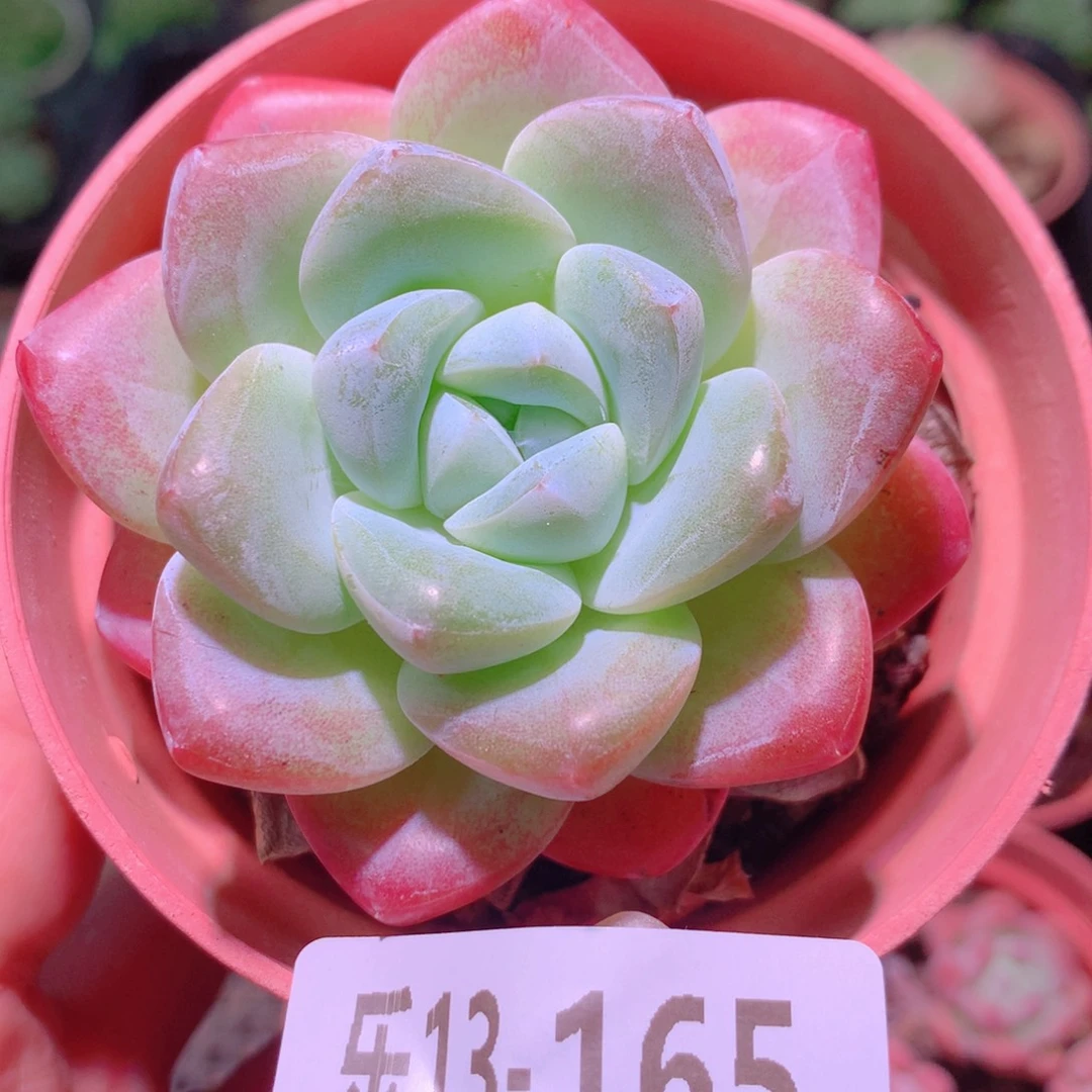 乐然13-165 冰玉单头