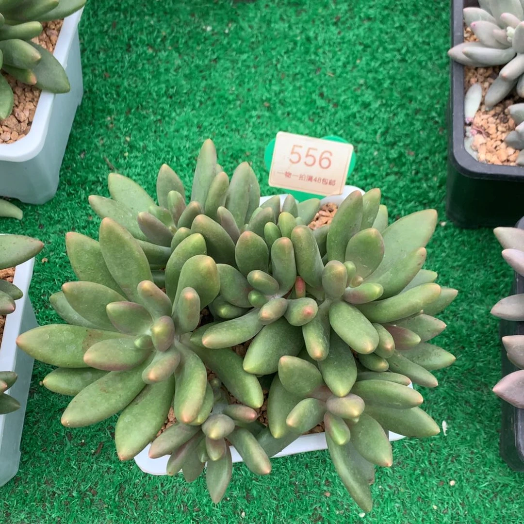 ****꧂芒果奶无砍平头556