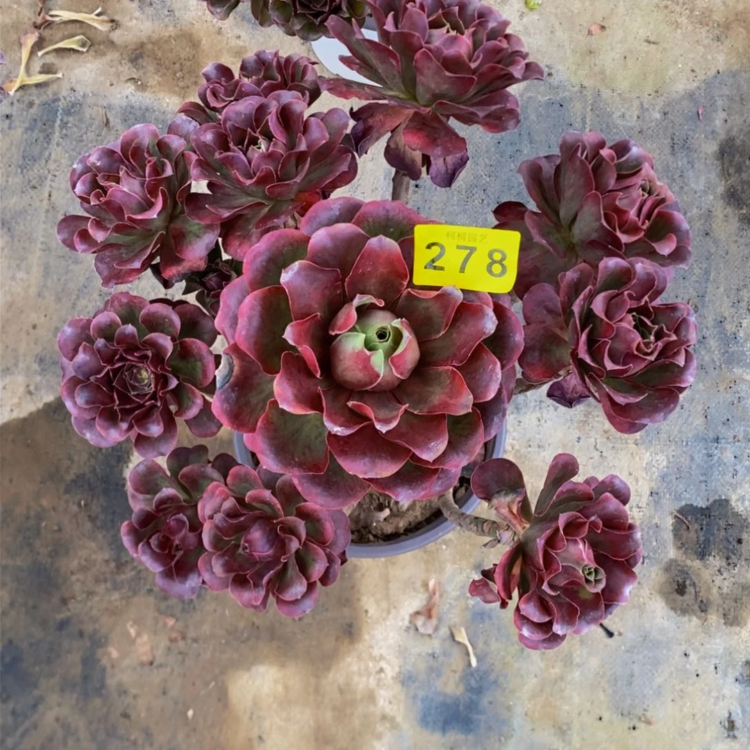 @***r多肉000278美金