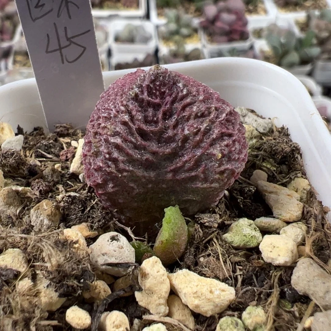 巨猪宝多肉植物水泡