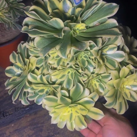 绿体美杜莎多肉植物32多肉