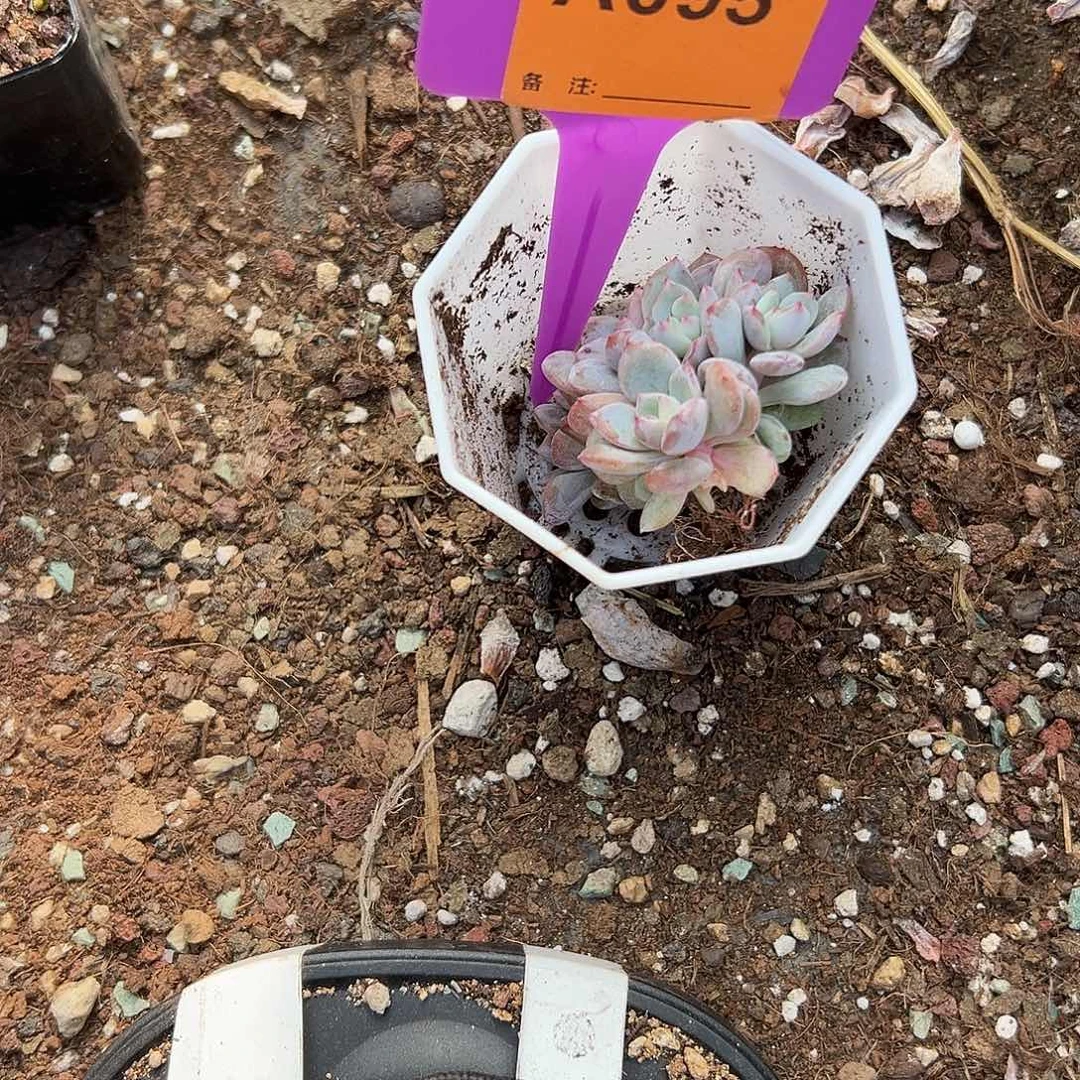 用***9多肉植物一物一拍