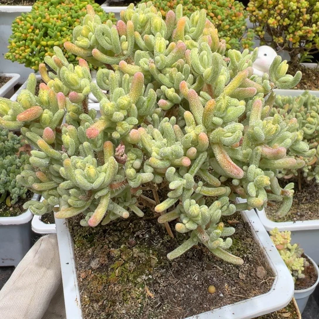 D7808橙叶白锦枝干