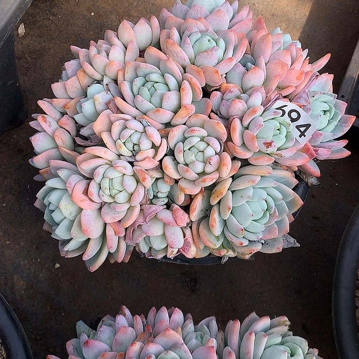 694冷香 一物一拍多肉