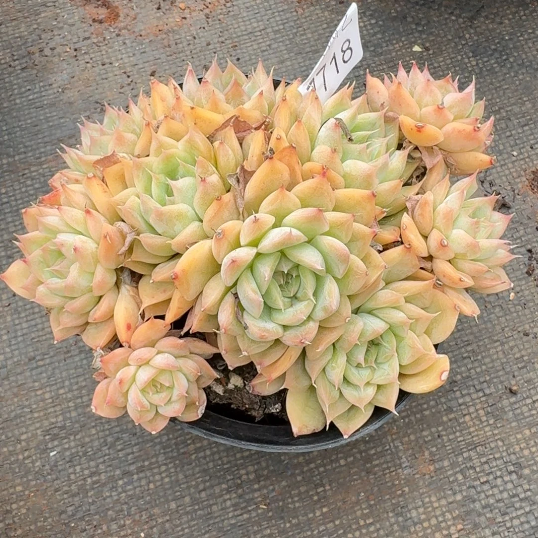 叮***57718杂交多肉植物基地