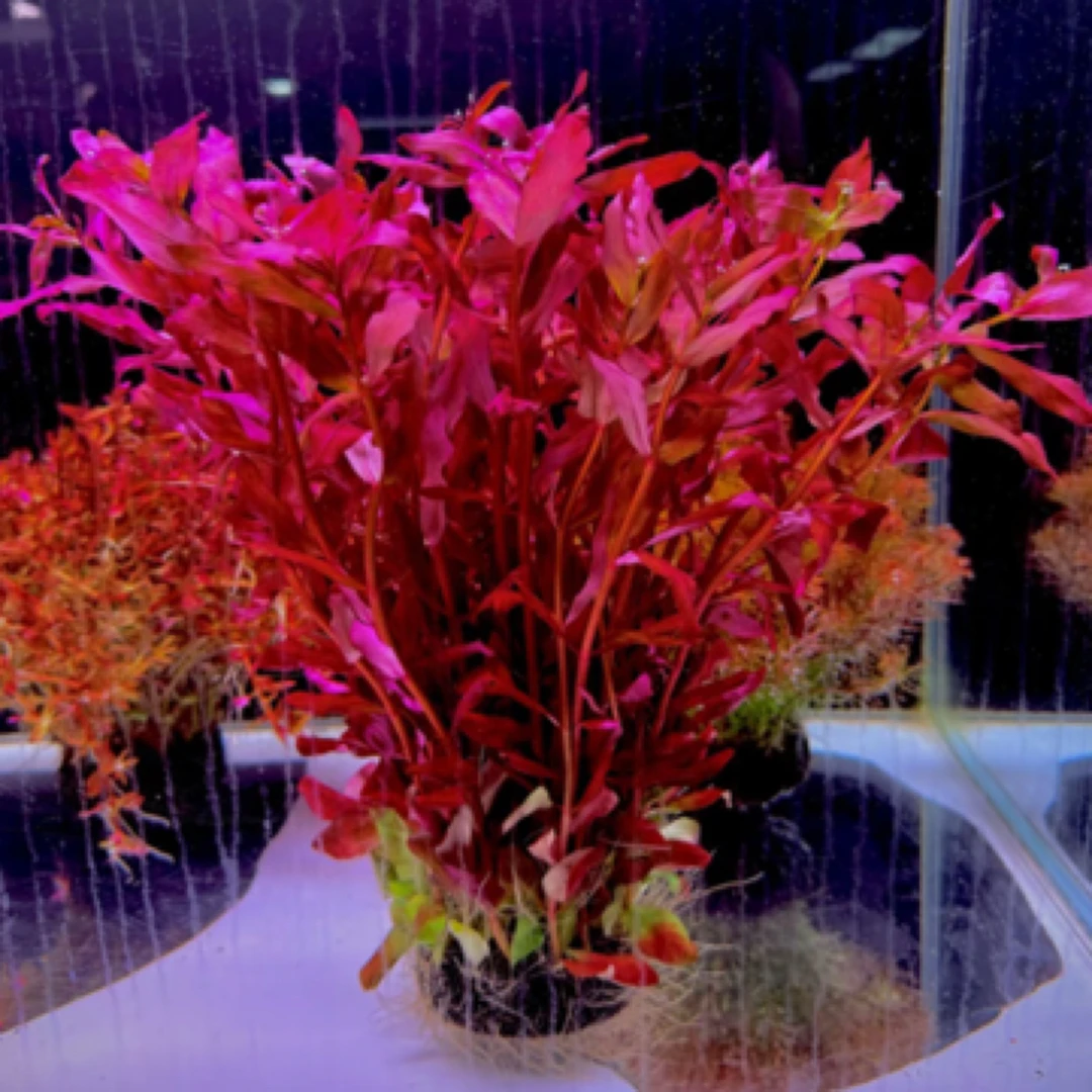 【直播福利】大红叶坨草 带根发货  阴性红草