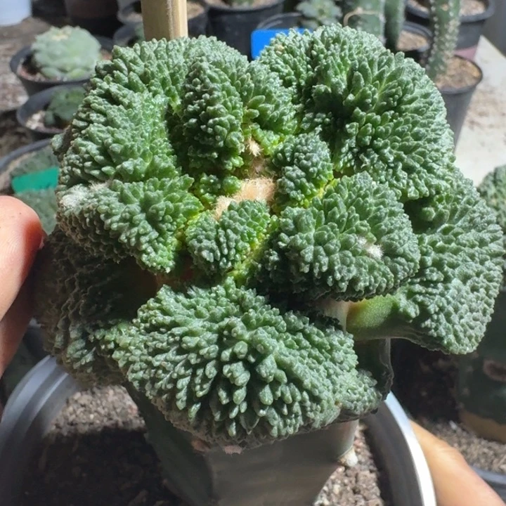 精品哥斯拉叶宽4.5仙人球